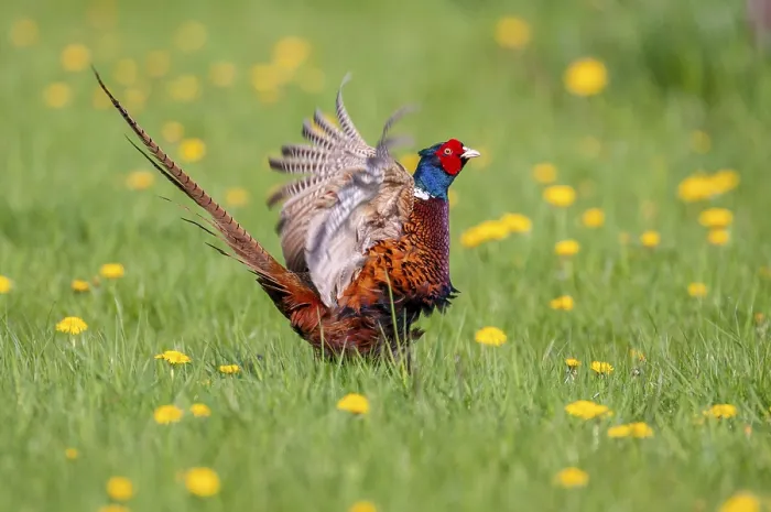 Framed Print : Courting Pheasant Print