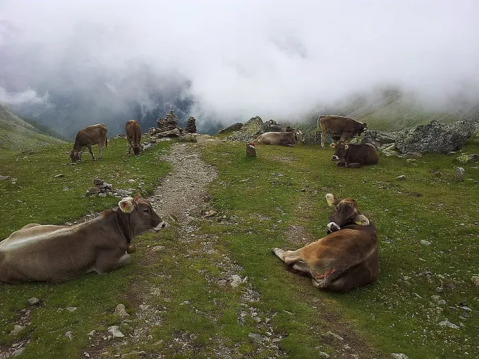 Framed Print : Cows resting on mountain path Print, E5, Alps Austria Framed Print : Cows resting on mountain path Print, E5, Alps Austria