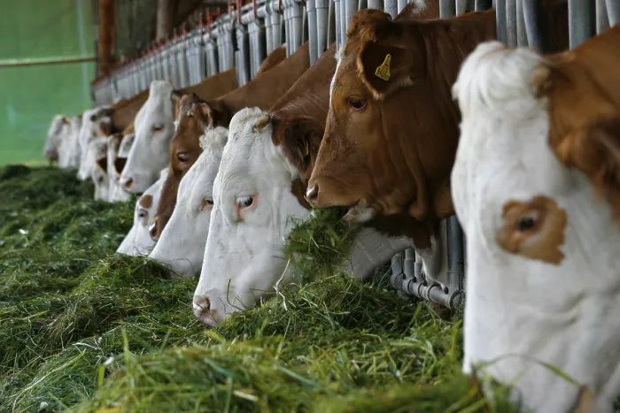 Framed Print : Cows by the Feeding Trough Print Framed Print : Cows by the Feeding Trough Print