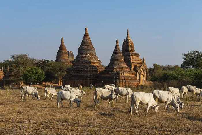 Framed Print : Bagan Landscape Print: Cows Grazing with Temples Framed Print : Bagan Landscape Print: Cows Grazing with Temples