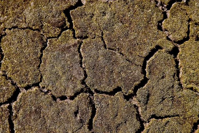 Framed Print : Cracked Soil Print Framed Print : Cracked Soil Print