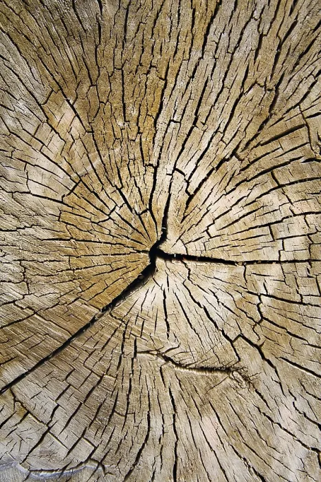 Framed Print : Dried Wood Patterns Print Framed Print : Dried Wood Patterns Print