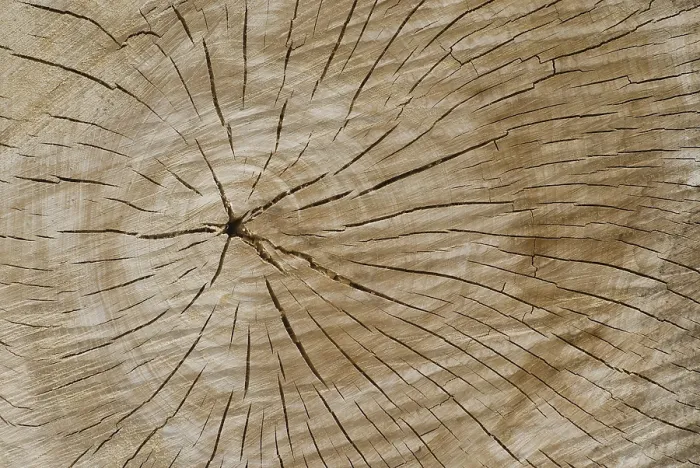 Framed Print : Poplar Trunk Print with Cracks Framed Print : Poplar Trunk Print with Cracks