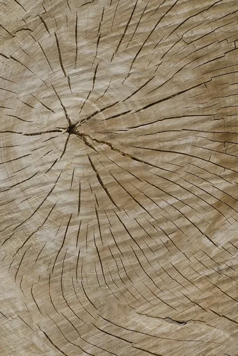 Framed Print : Poplar Trunk Print with Cracks Framed Print : Poplar Trunk Print with Cracks