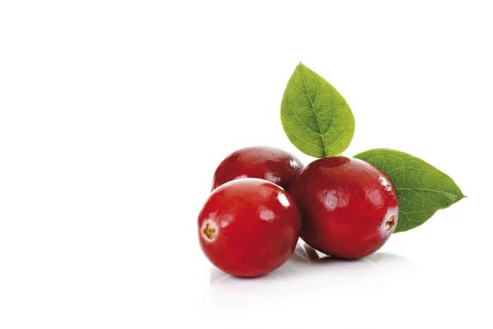 Framed Print : Cranberries with Leaves Print Framed Print : Cranberries with Leaves Print