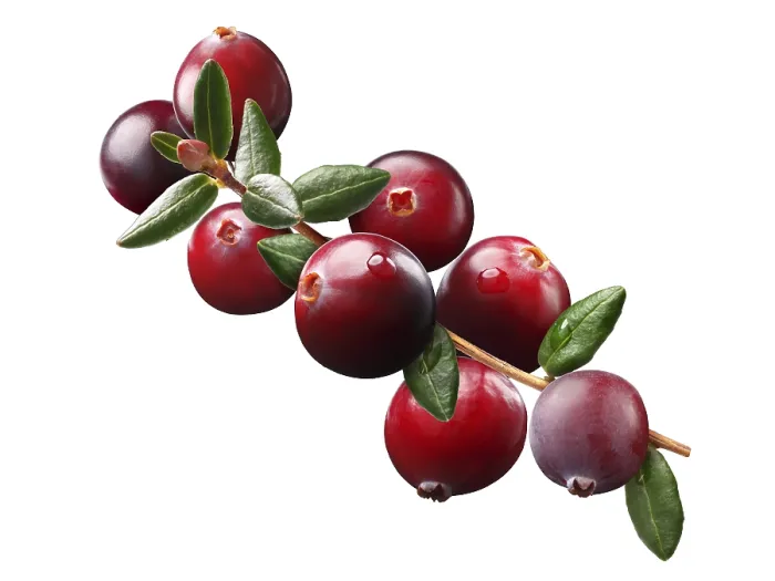 Framed Print : Cranberry branch (Vaccinium oxycoccus) Print Elements Framed Print : Cranberry branch (Vaccinium oxycoccus) Print Elements
