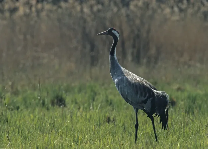 Framed Print : Crane Print - Grus grus, Wild Birds in Nature
