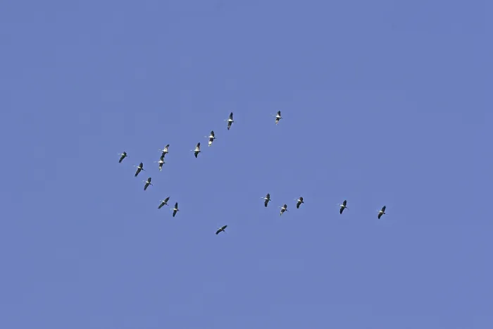 Framed Print : Cranes in Migration Print: Majestic Flight Framed Print : Cranes in Migration Print: Majestic Flight