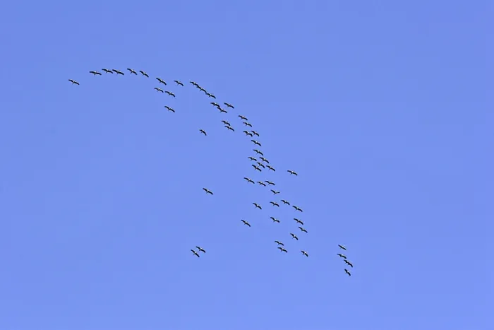 Framed Print : Cranes in Migration Print - Bird Flight Framed Print : Cranes in Migration Print - Bird Flight