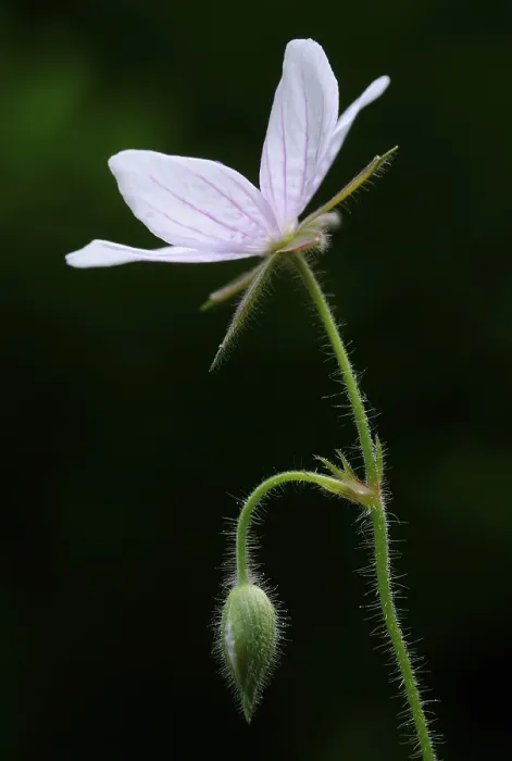 Framed Print : Cranesbill Print (Geranium asphodeloides) Framed Print : Cranesbill Print (Geranium asphodeloides)