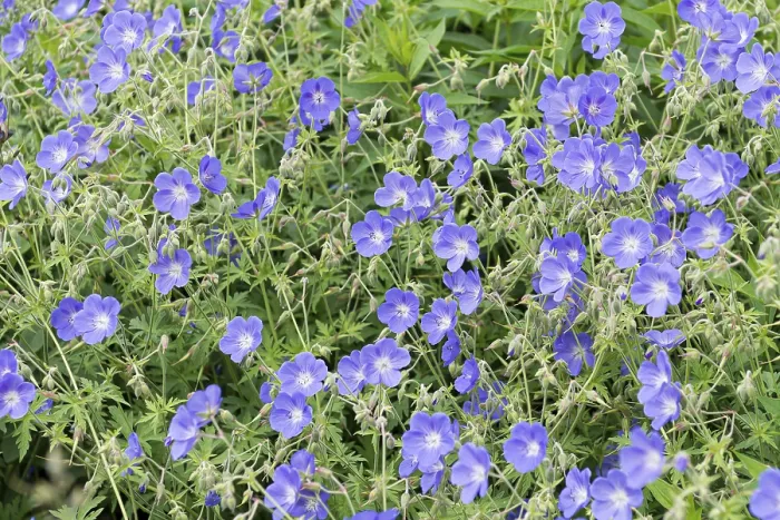 Framed Print : Cranesbill (Geranium 'Brookside') Print Framed Print : Cranesbill (Geranium 'Brookside') Print