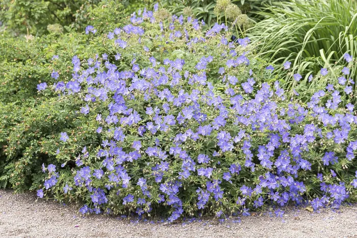 Framed Print : Cranesbill (Geranium 'Brookside') Print