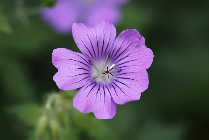 Framed Print : Cranesbill Print - Geranium Species Framed Print : Cranesbill Print - Geranium Species