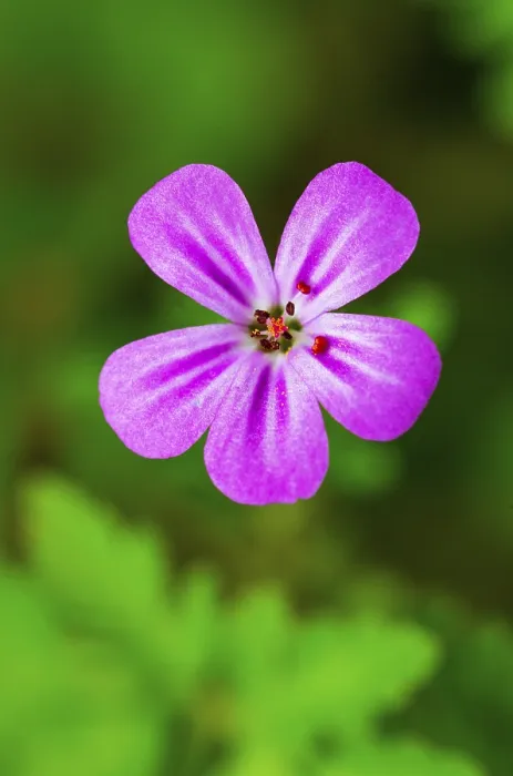 Framed Print : Cranesbill Print, Upper Austria, Austria