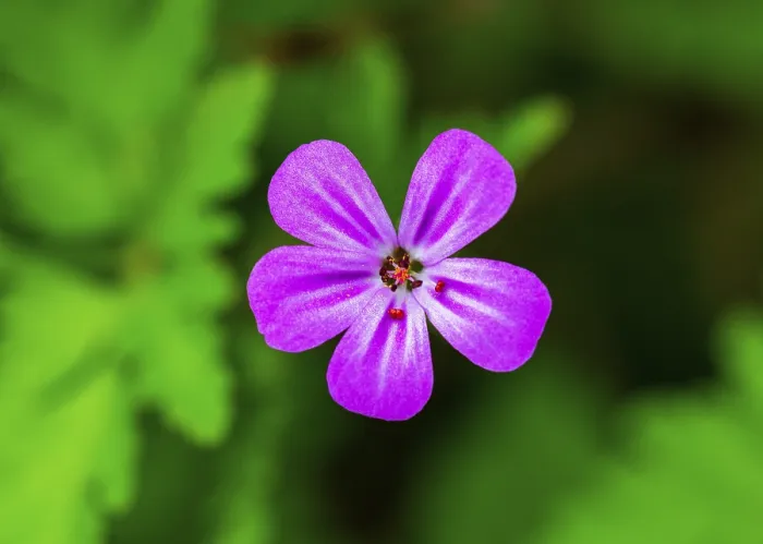 Framed Print : Cranesbill Print, Upper Austria, Austria Framed Print : Cranesbill Print, Upper Austria, Austria