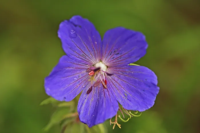 Framed Print : Cranesbills (Geranium pratense) Print Framed Print : Cranesbills (Geranium pratense) Print