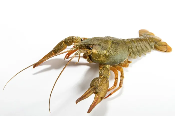 Framed Print : Crayfish Print on White Background Framed Print : Crayfish Print on White Background