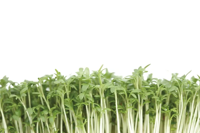 Framed Print : Cress Sprouts Print Framed Print : Cress Sprouts Print