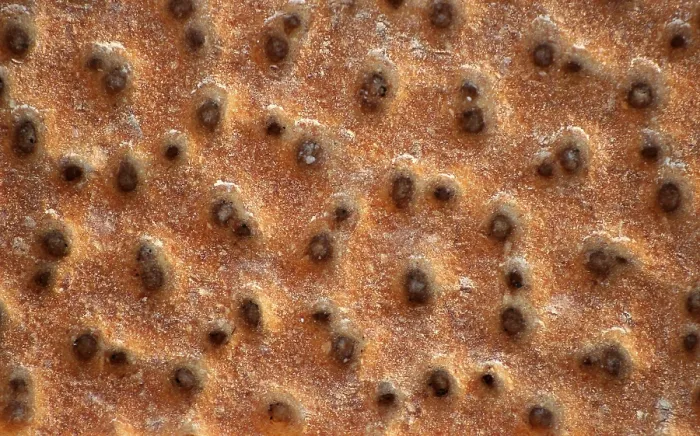 Framed Print : Crispbread Print by imageBROKER Framed Print : Crispbread Print by imageBROKER