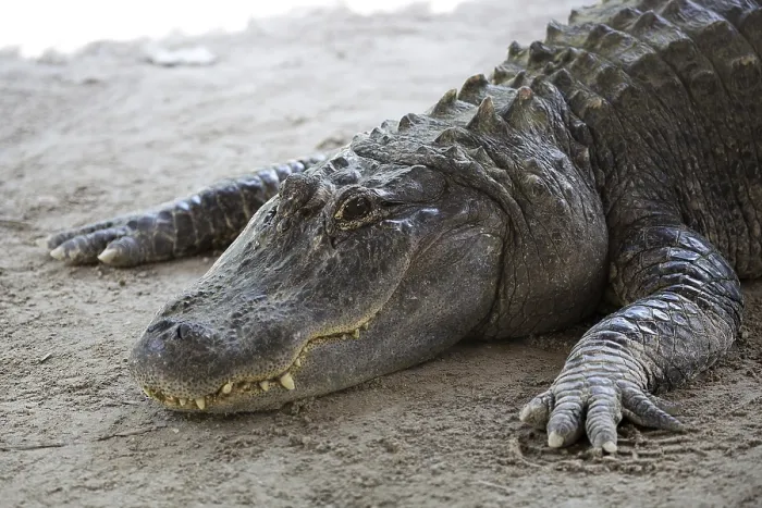 Framed Print : Wild Crocodile in Clearing Print Framed Print : Wild Crocodile in Clearing Print