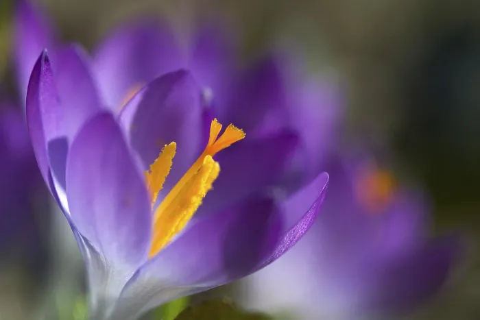 Framed Print : Crocus sativus Print Framed Print : Crocus sativus Print