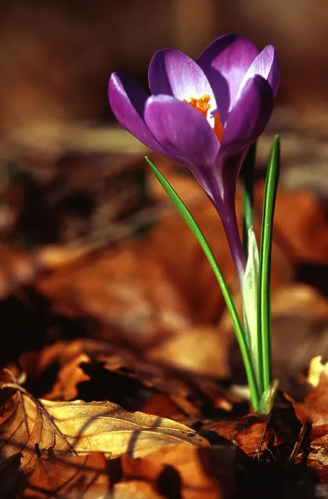 Framed Print : Crocus Crocus Print - Spring Blooming Flowers Framed Print : Crocus Crocus Print - Spring Blooming Flowers