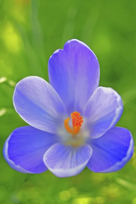 Framed Print : Crocus Blossom Detail Print Framed Print : Crocus Blossom Detail Print