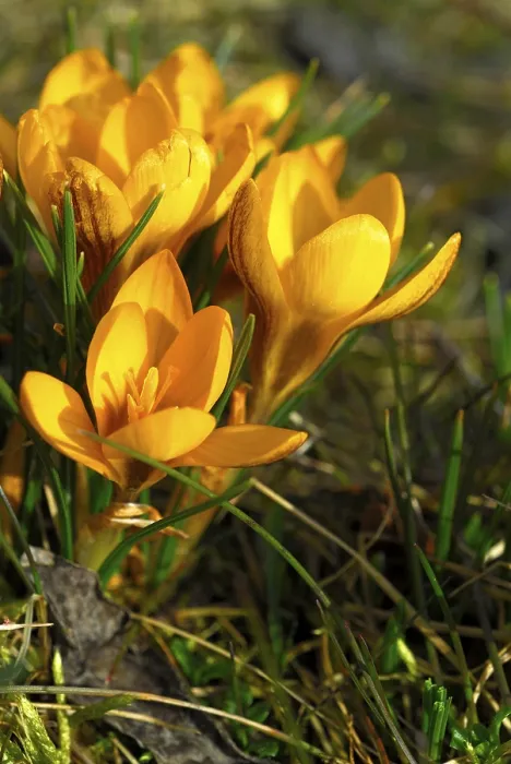 Framed Print : Crocus Blossom Print - Spring Floral Image Framed Print : Crocus Blossom Print - Spring Floral Image