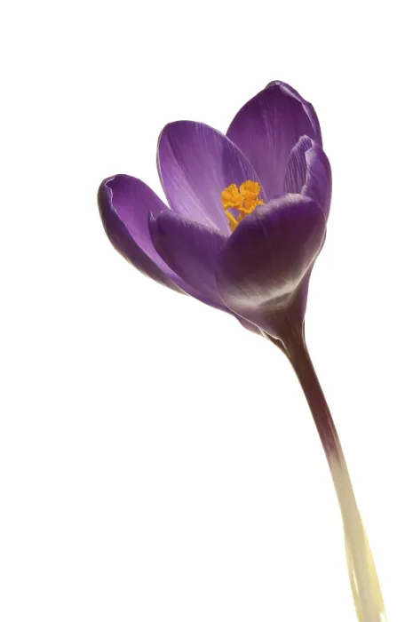 Framed Print : Crocus (Crocus) Print by imageBROKER
