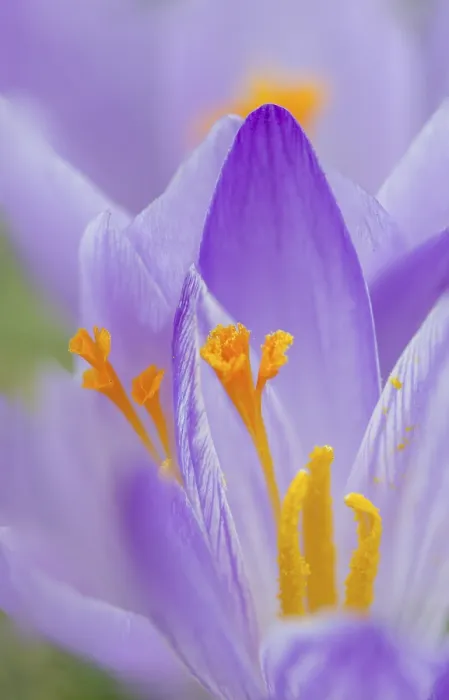 Framed Print : Crocus Print, Italy Framed Print : Crocus Print, Italy
