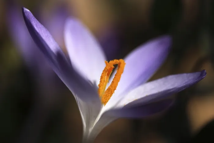Framed Print : Crocus Print with Pistils Framed Print : Crocus Print with Pistils