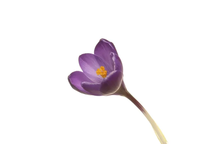 Framed Print : Purple Crocus Print - Image by imageBROKER