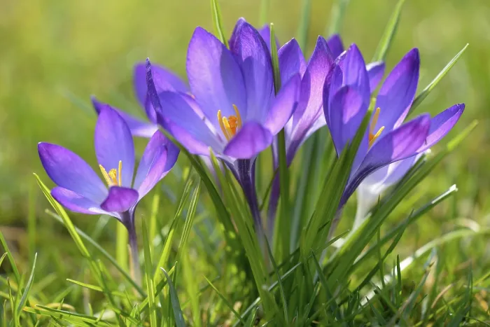 Framed Print : Crocus (Crocus sp.) Violet Flower Print, Germany Framed Print : Crocus (Crocus sp.) Violet Flower Print, Germany