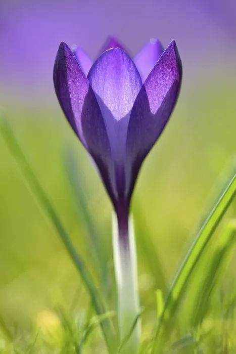 Framed Print : Crocus (Crocus sp.), Violet Flower Print, Germany Framed Print : Crocus (Crocus sp.), Violet Flower Print, Germany