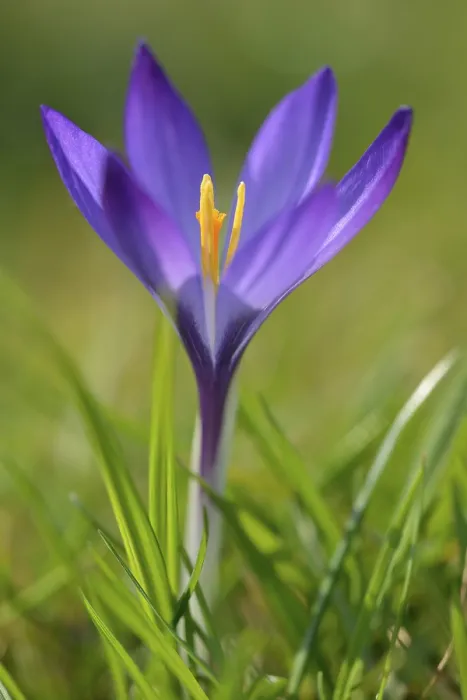 Framed Print : Crocus Violet Print, North Rhine-Westphalia, Germany Framed Print : Crocus Violet Print, North Rhine-Westphalia, Germany