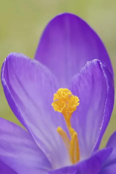 Framed Print : Crocus Flower Detail Print, Germany Framed Print : Crocus Flower Detail Print, Germany