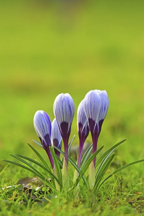 Framed Print : Crocus in Spring Meadow Print Framed Print : Crocus in Spring Meadow Print