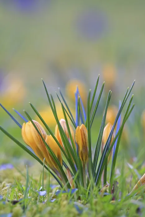 Framed Print : Spring Crocus in Meadow Print Framed Print : Spring Crocus in Meadow Print