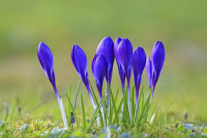 Framed Print : Crocus in Spring Meadow Print Framed Print : Crocus in Spring Meadow Print
