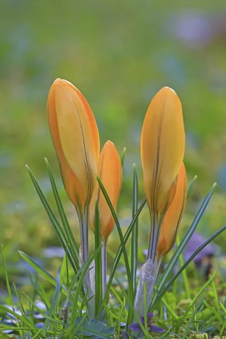 Framed Print : Crocus in Spring Meadow Print Framed Print : Crocus in Spring Meadow Print