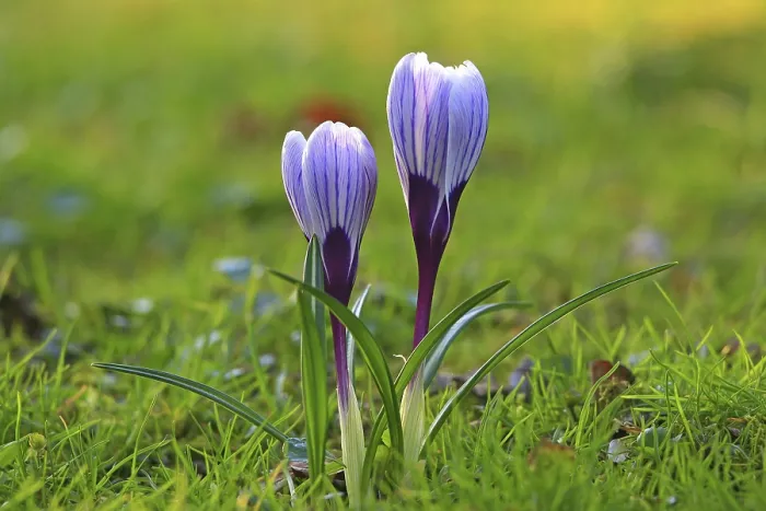 Framed Print : Spring Crocus in a Meadow Print Framed Print : Spring Crocus in a Meadow Print