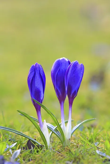 Framed Print : Spring Crocus in a Meadow Print Framed Print : Spring Crocus in a Meadow Print