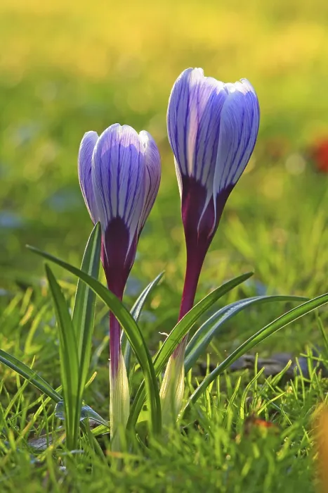 Framed Print : Spring Crocus in a Meadow Print Framed Print : Spring Crocus in a Meadow Print