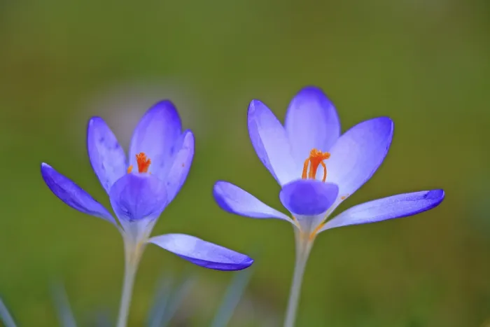 Framed Print : Spring Crocus in a Meadow Print Framed Print : Spring Crocus in a Meadow Print