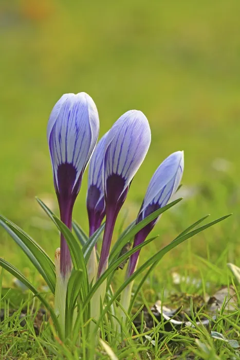 Framed Print : Crocus in Spring Meadow Print Framed Print : Crocus in Spring Meadow Print