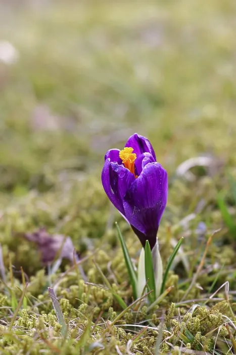 Framed Print : Spring Crocus Print, Wilnsdorf Meadow Scene Framed Print : Spring Crocus Print, Wilnsdorf Meadow Scene