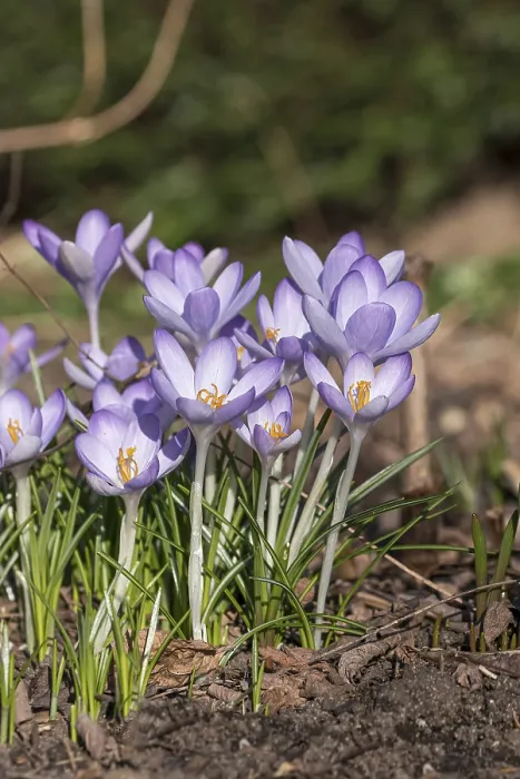 Framed Print : Crocus (Crocus tommasinianus) Print Framed Print : Crocus (Crocus tommasinianus) Print
