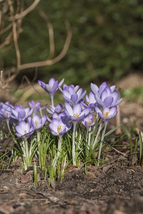 Framed Print : Crocus (Crocus tommasinianus) Print Framed Print : Crocus (Crocus tommasinianus) Print