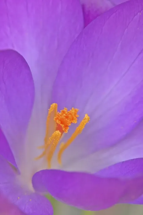 Framed Print : Crocus / (Crocus vernus) Print Framed Print : Crocus / (Crocus vernus) Print