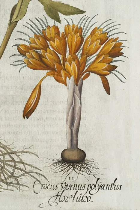 Framed Print : Crocus (Crocus vernus polyanthus) Print, 1613 Framed Print : Crocus (Crocus vernus polyanthus) Print, 1613